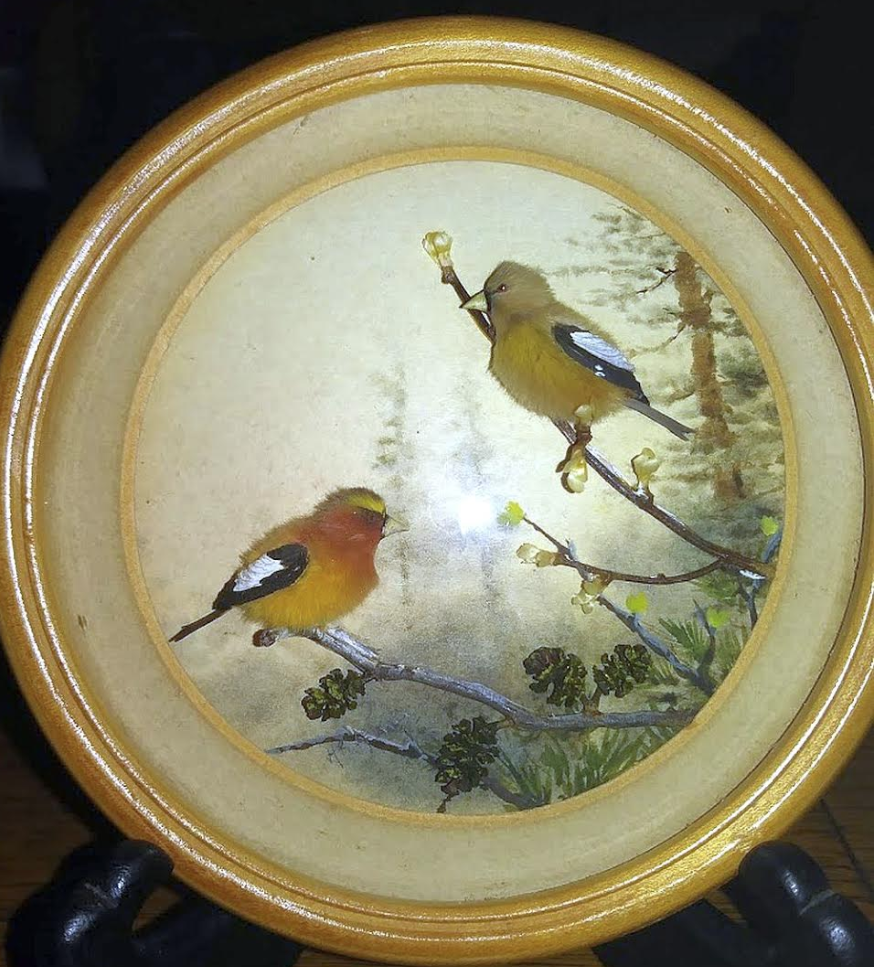 Evening Gosbeaks (5-inch)